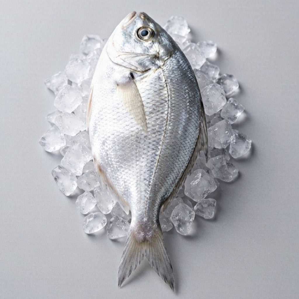 Fresh Silver Pomfret Whole Fish