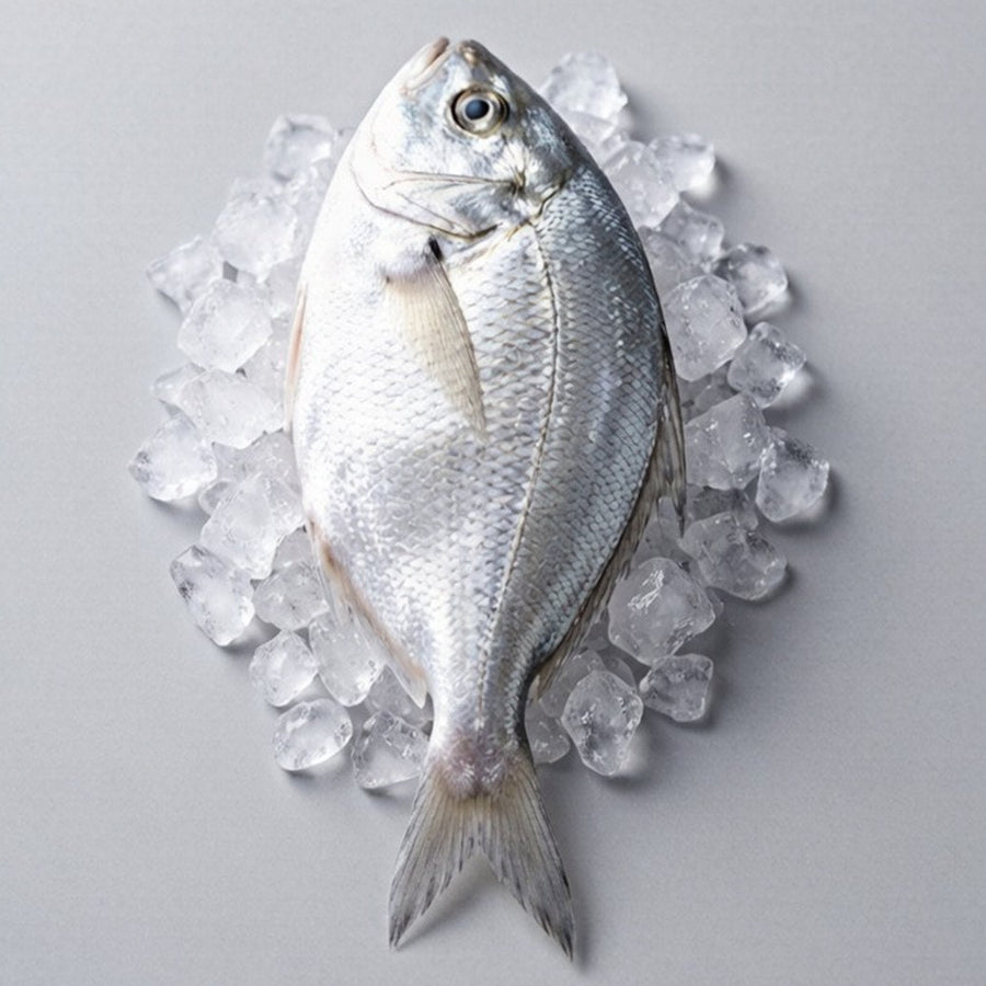 Fresh Silver Pomfret Whole Fish