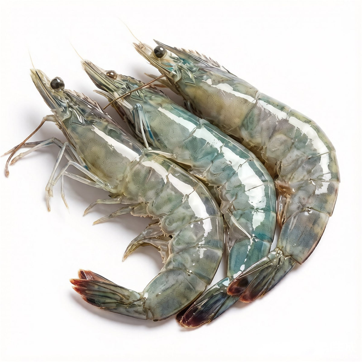 Frozen Black Tiger Prawns