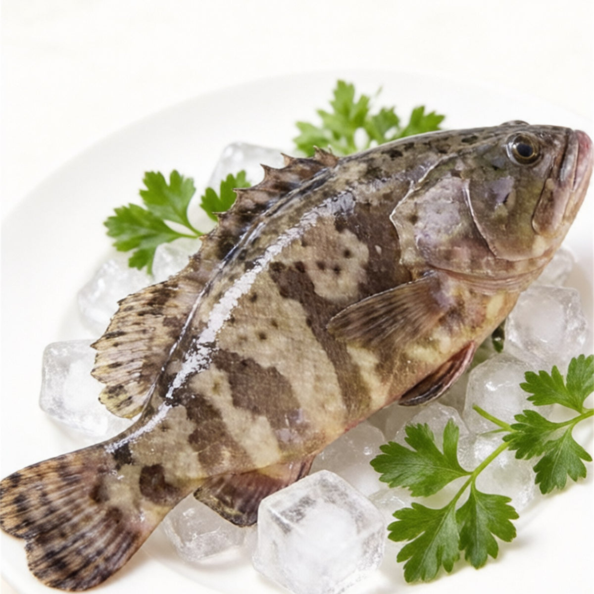 Live Grouper Fresh Seafood